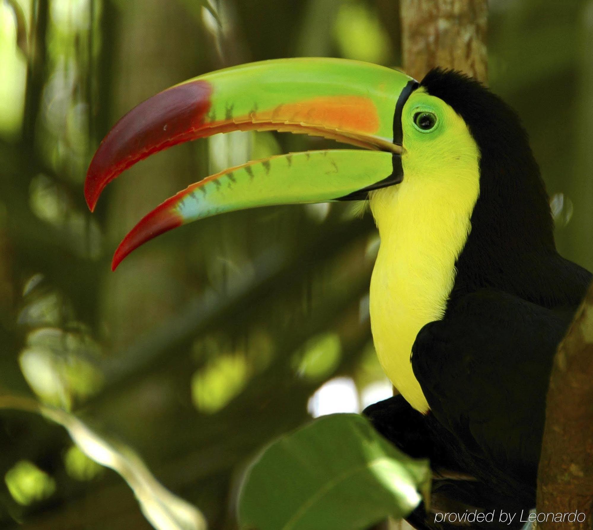 Machaca Hill Rainforest Canopy Lodge 푼타 고르다 외부 사진