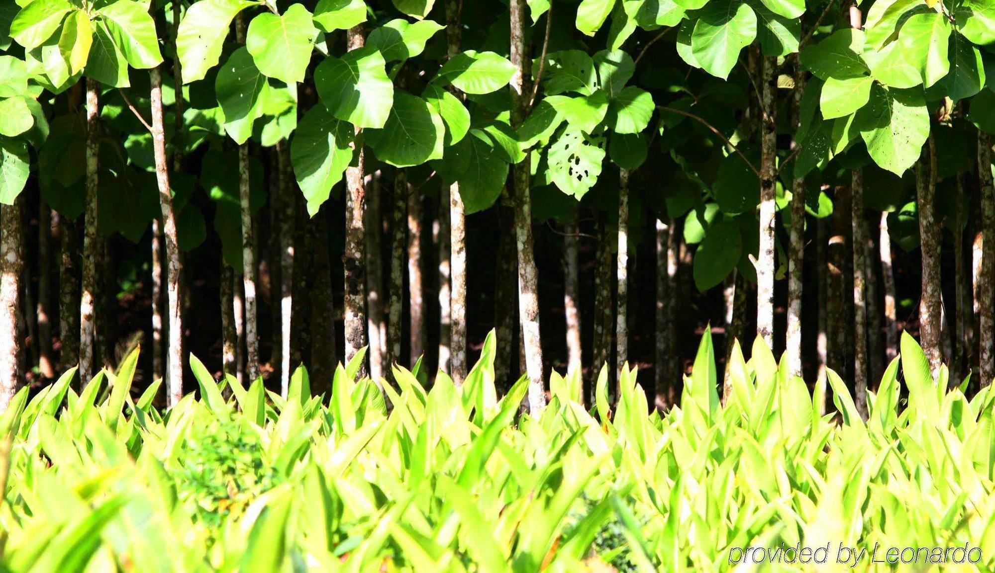 Machaca Hill Rainforest Canopy Lodge 푼타 고르다 외부 사진